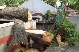 Asırlık çınar ağacı büfenin üzerine yıkıldı
