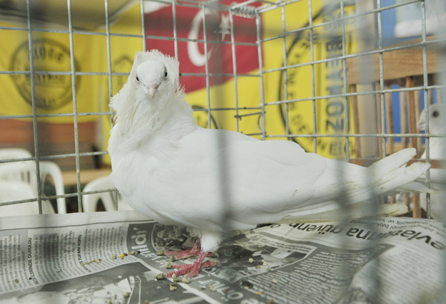 Beykoz’un Kuş Sevdalıları: Kuşlar Ailelerimizin Bir Parçası