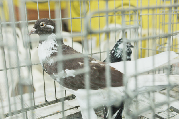 Beykoz’un Kuş Sevdalıları: Kuşlar Ailelerimizin Bir Parçası