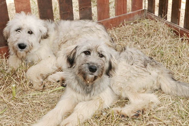 En güzel köpekler Beykoz'da podyuma çıktı