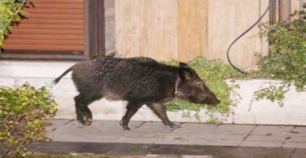 Beykoz'da domuz sokağa indi