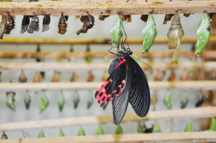 Kelebek Çiftliği, Beykoz'a katma değer sağlıyor