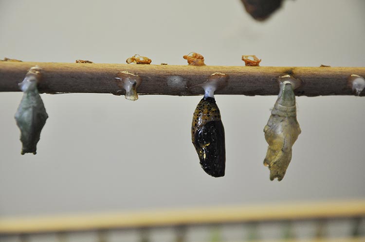 Kelebek Çiftliği, Beykoz'a katma değer sağlıyor