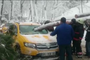 Beykoz’da çam ağacı taksinin içine girdi