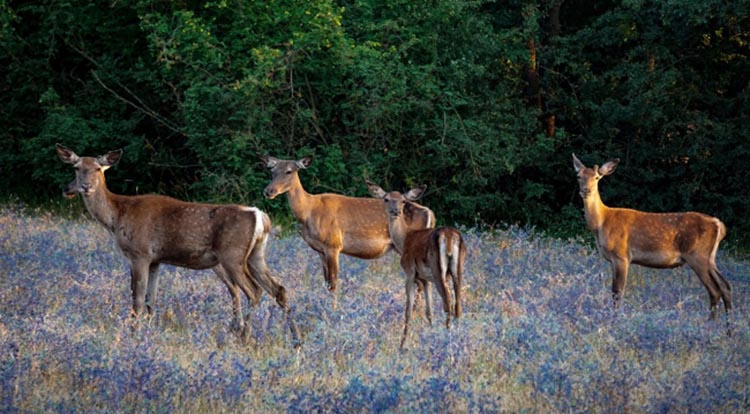 Beykoz Polonezköy’deki Kızıl geyiklerin sayısı 14 oldu