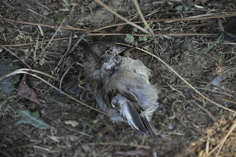 Beykoz'da sebebi bilinmeyen hayvan ölümleri