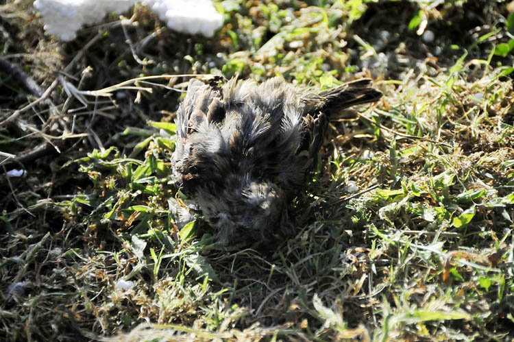 Beykoz'da sebebi bilinmeyen hayvan ölümleri