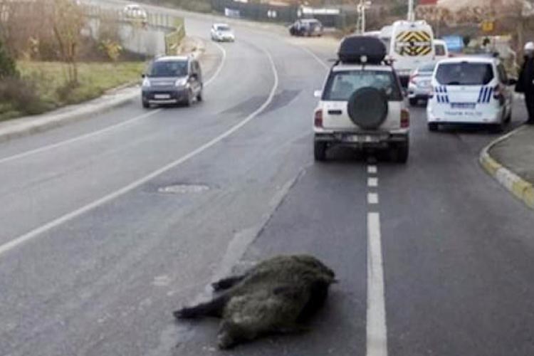 Beykoz’da domuza otomobil çarptı