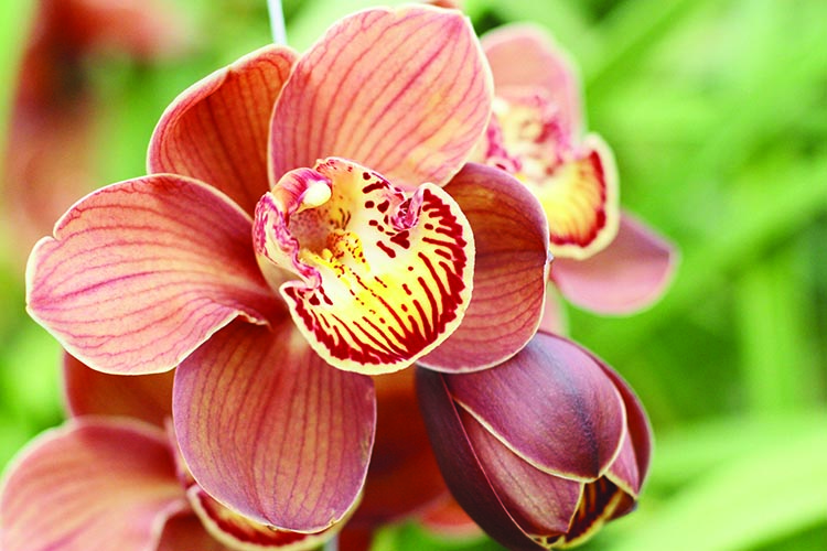 Hollanda’dan Beykoz’a gelen orkide serası