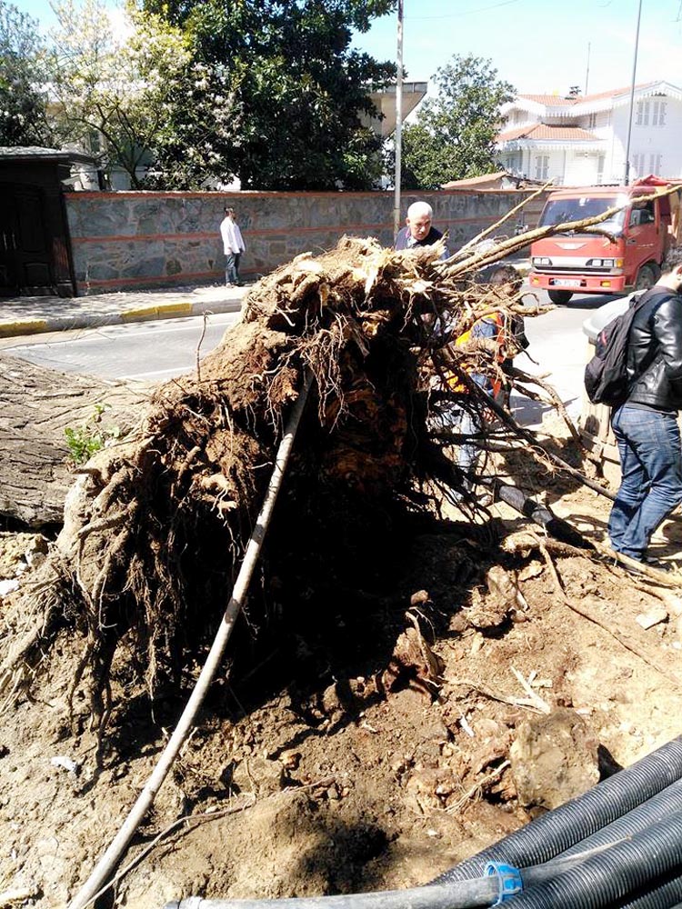 Beykoz Kanlıca’da devrilen ağaç trafiği aksattı