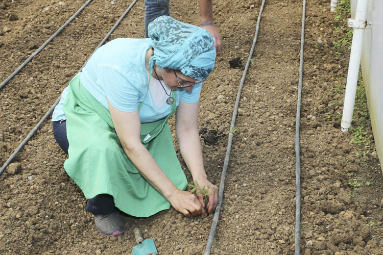 İSMEK’ten Beykoz'a 65 yıllık domates fidesi
