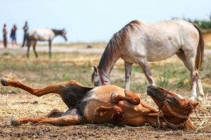 Beykoz’da ölüme terk edilen atlar gidiyor