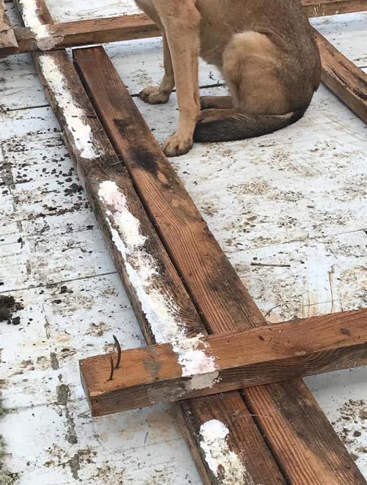 Beykoz Belediyesi hayvan barınağını da yıktı