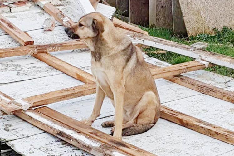 Beykoz'da Hayvan Barınağı ihalesi iptal edildi