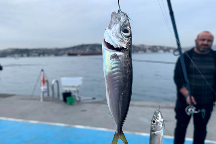 Beykoz'da balıklar karaya vurdu