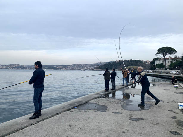 Beykoz'da balıklar karaya vurdu