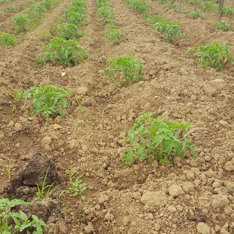 Beykoz'da toprak çiftçiyi güldürüyor