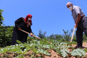 Beykoz'da 3 bin ton karpuz hasadı bekleniyor