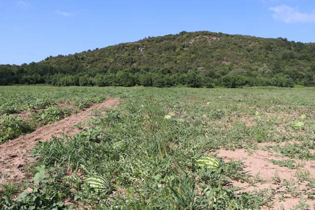 Beykoz'da dev tarım projesi atağı sürüyor