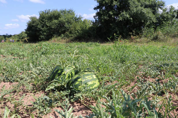 Beykoz'da dev tarım projesi atağı sürüyor