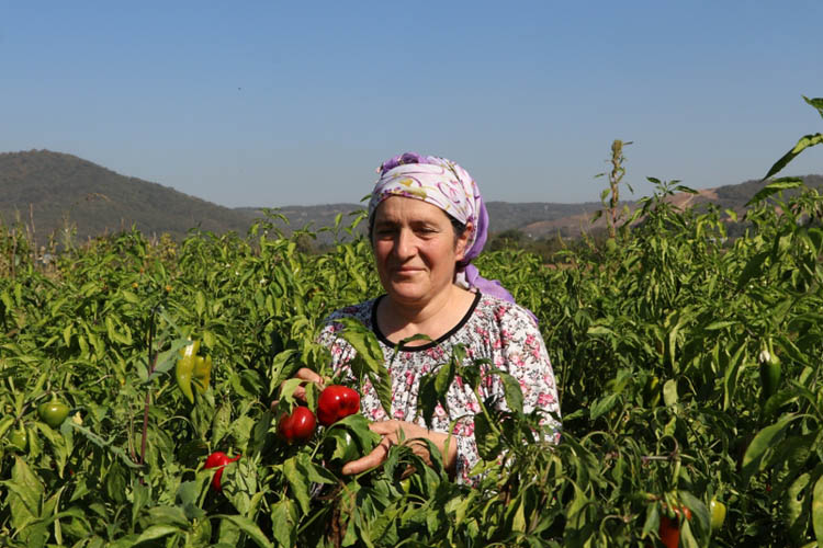 Beykoz'un kent tarımı kadın çiftçilere emanet