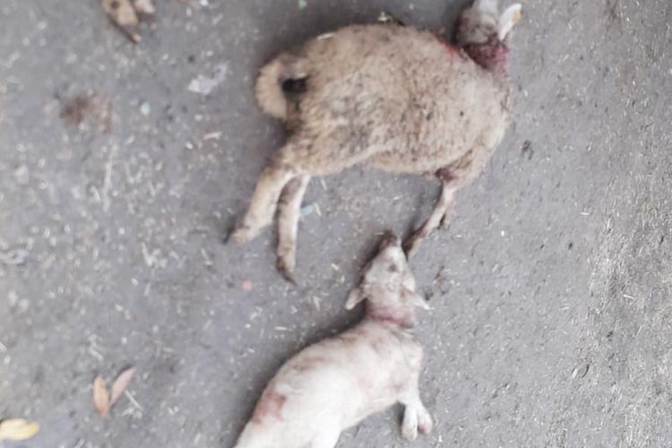Beykoz’da sokak köpekleri koyunları telef etti