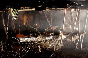 Beykoz'daki yangında hayvanlar telef oldu