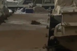 Nesli tükenen su samurları Beykoz'da görüntülendi