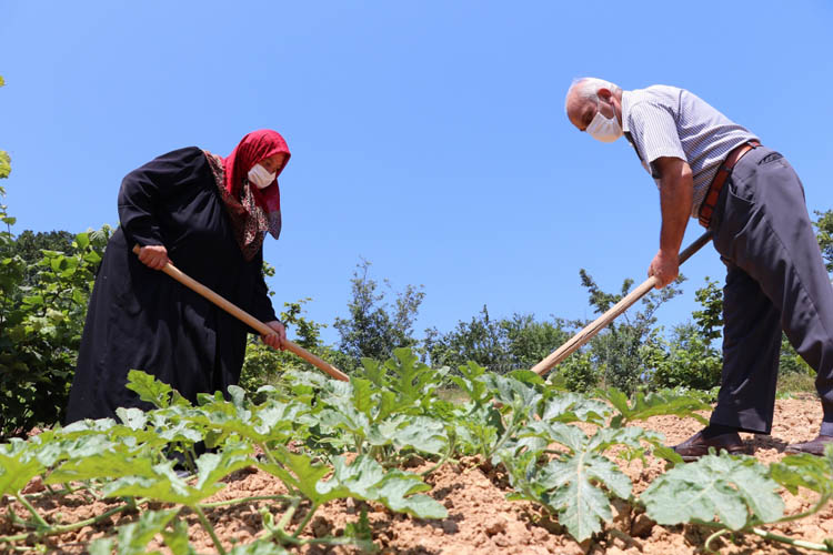 Beykoz'da adil sözleşmeli tarımda yeni sezon