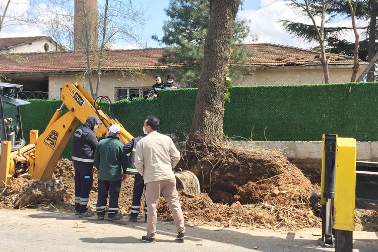 Beykoz'da ağaç kurtarma operasyonu saatlerce sürdü