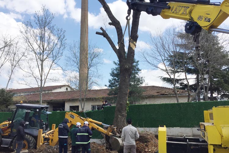 Beykoz'da ağaç kurtarma operasyonu saatlerce sürdü