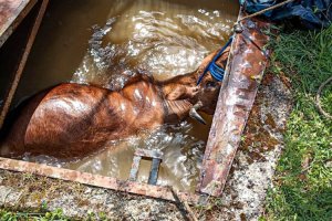 Beykoz'da kuyuya düşen inek kurtarıldı