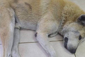 Beykoz’da uyuyan köpeğin öldürülmesi kamerada