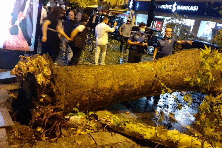 Beykoz Anadoluhisarı'nda çınar ağacı araçların üzerine düştü