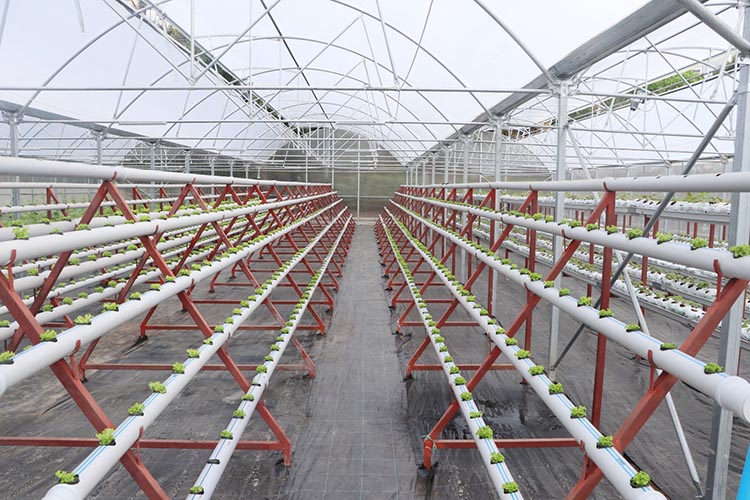 Beykoz’da topraksız tarım AR-GE uygulaması başladı