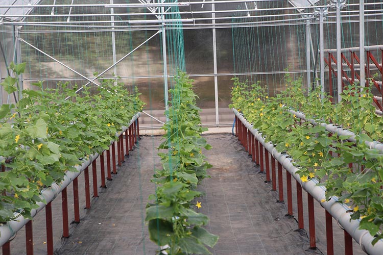 Beykoz’da topraksız tarım AR-GE uygulaması başladı
