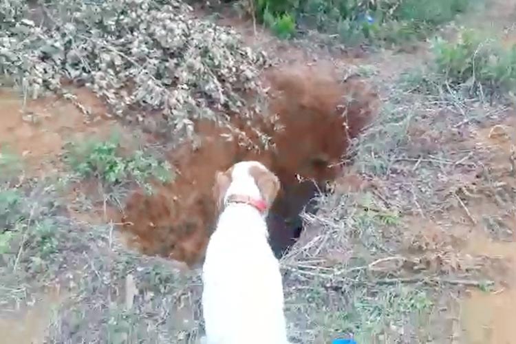 Beykoz’da kuyuya düşen mandayı av köpeği buldu