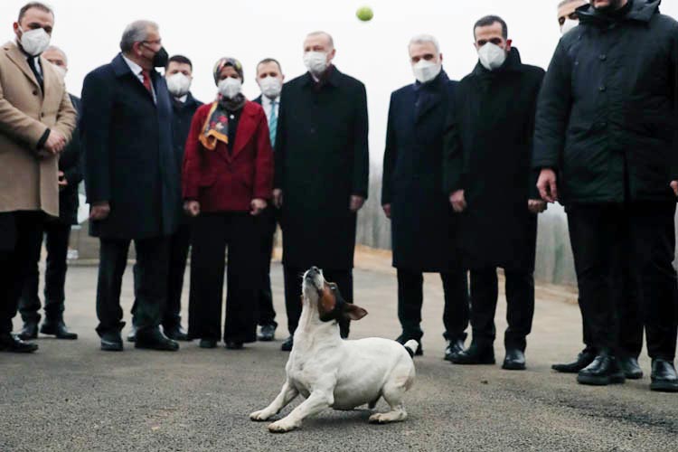 Beykoz’da sokak hayvanlarına Erdoğan kıyağı