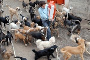 Köpek sayısı köyün nüfusundan fazla