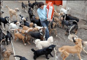 Köpek sayısı köyün nüfusundan fazla