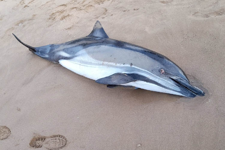 Beykoz'da bir yunus balığı sahile vurdu