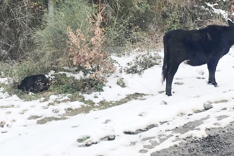 Beykoz Riva’da sahipsiz inek yolda doğum yaptı