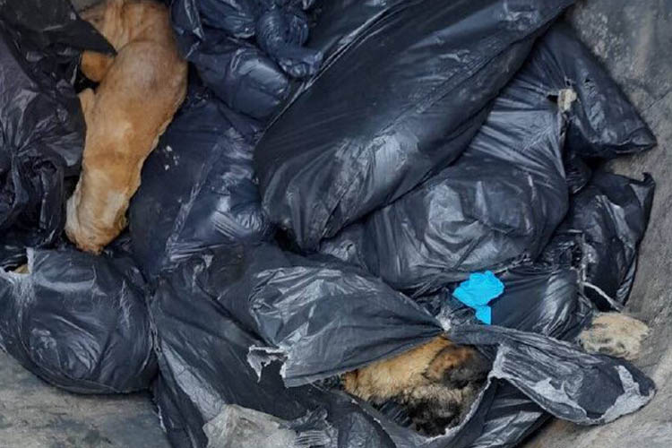 Beykoz'da bir konteynerde 19 ölü köpek bulundu