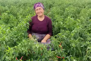 Beykoz’da 260 dönüm arazide doğal tarım yapılıyor