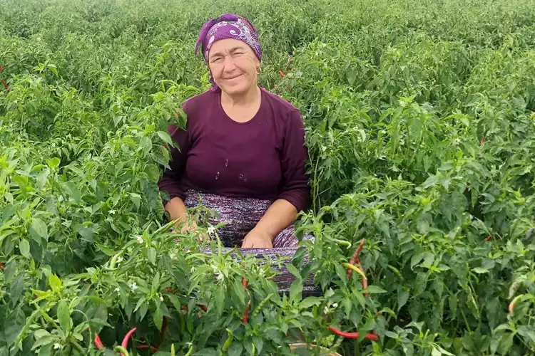 Beykoz’da 260 dönüm arazide doğal tarım yapılıyor