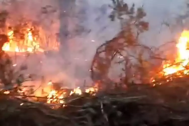 Beykoz Riva'da orman yangını güçlükle söndürüldü