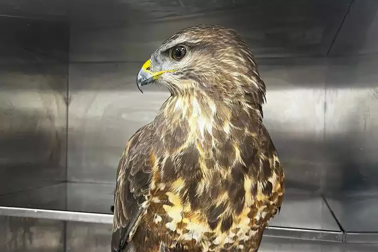 Uçamayan Doğan Kuşu Beykoz'da sağlığına kavuştu