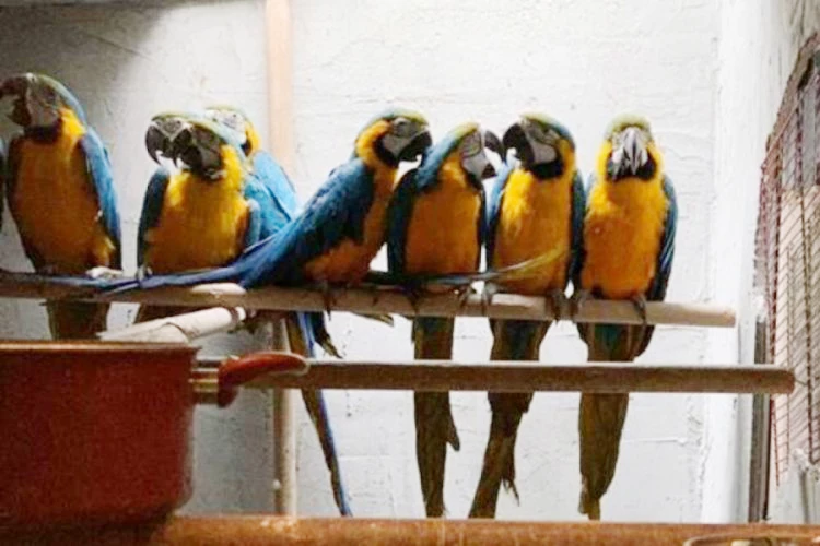 Beykoz’da el konulan papağanlar iade edildi