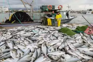 Beykoz'da balık kaçakçılığına 150 bin lira ceza