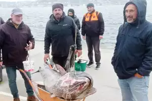 Beykoz Çubuklu sahilinde 187 kiloluk orkinos yakalandı